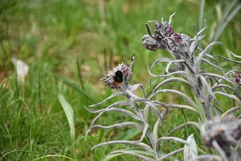 View of flowers with bee Foto stock