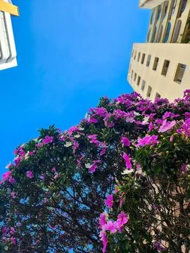 View of Flowers in Building Stock Photos