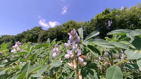 View Flowers of field beans wiht Bee at the field in summer Stock Footage 276480952