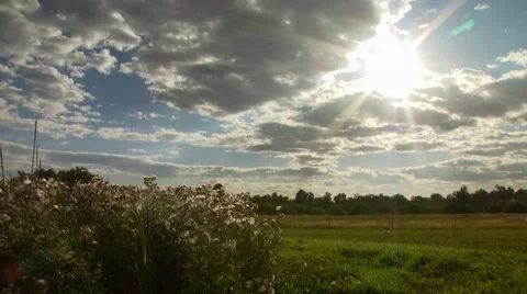 View of flowers in fields Stock Footage 55322669
