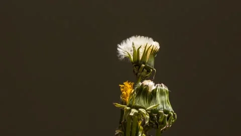 The view of the flowers Video stock 233244852