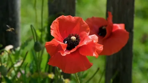 View of flowers Stock Footage 234026649