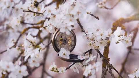View of flowers Stock Footage 234195591