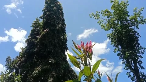 The view of the flowers in the garden Stock Footage 235268305