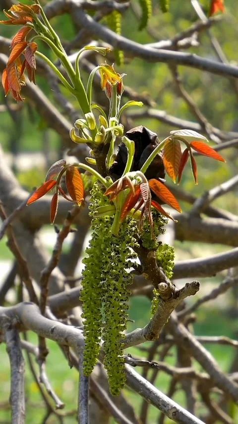 View of flowers in the garden Stock Footage 236697638