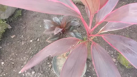A view of the flowers in the pots Stock Footage 235410876