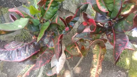 A view of flowers in pots Stock Footage 235410928