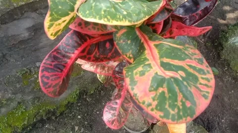 A view of flowers in pots Stock Footage 235411129