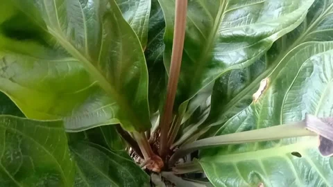 The view of flowers in pots Stock Footage 235602501