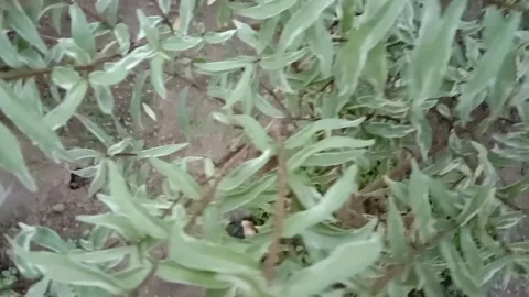 A view of flowers in pots Stock Footage 235602652