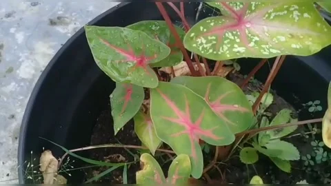 A view of flowers in pots Stock Footage 235967888