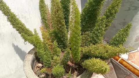 A view of flowers in pots Video stock 235968416