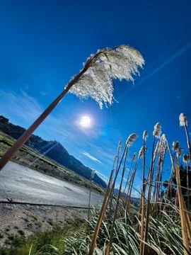 View of flowers in the process of seed production in autumn Stock Photos