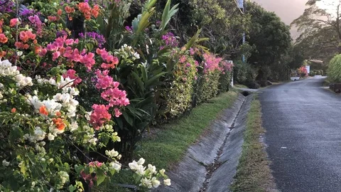 View of flowers on the side of a wet road during sunset Stock Footage 88816975