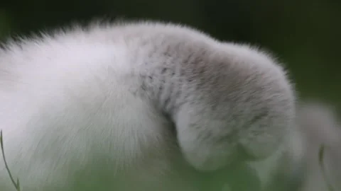 View of a fluffy cygnet with soft grey down and a dark beak, France. Video stock 333524221