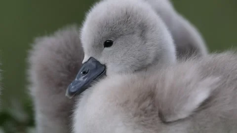 View of fluffy cygnets huddled together in Mulhouse, France. 스톡 동영상 333524006