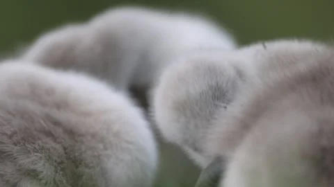 View of fluffy cygnets preening in a green field, France. Video stock 333523949