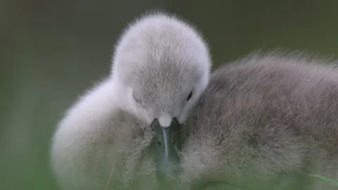 View of a fluffy grey cygnet resting in Mulhouse, France. Video stock 333523973