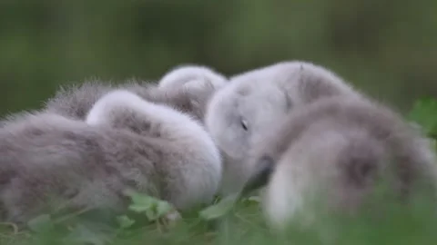 View of fluffy grey cygnets huddled together in the grass, France. Video stock 333523892