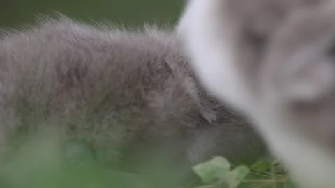 View of fluffy grey cygnets resting together in Mulhouse, France. Video stock 333523868