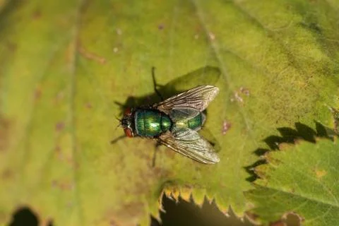 View of fly sitting on a leaf Stock-Fotos
