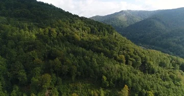 View from flying drone over the sunny mountains covered with lush green forest Stock Footage 85897531