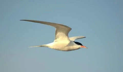 View of a flying seagull in flight in the sky Stock Photos