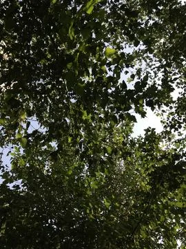 View of foliage from base of the trees Foto stock