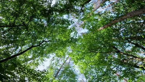 View of the foliage of the forest from the bottom up.  Stock Footage 194965116