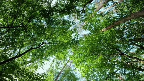 View of the foliage of the forest from the bottom up from the level of the grass Stock Footage 194965200