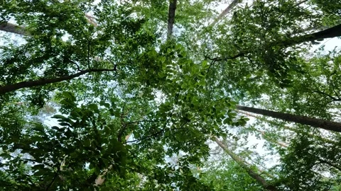 View of the foliage of the forest from the bottom up. Nature and vegetation Stock Footage 194965265