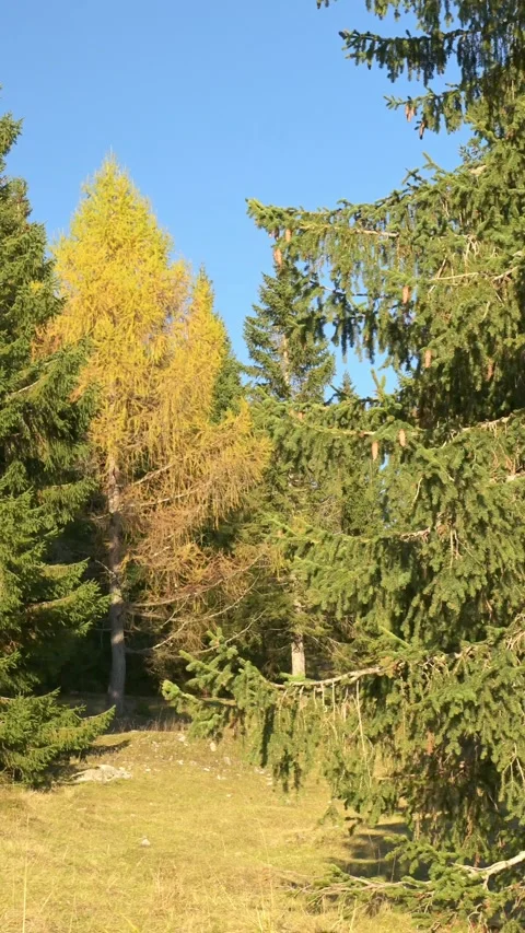 View of the foliage in the forest Stock Footage 290242123