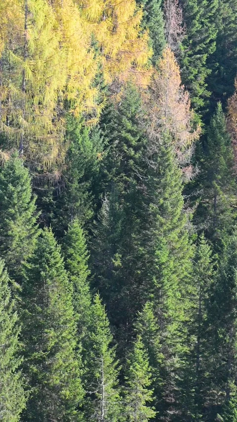 View of the foliage in the forest Stock Footage 290455515