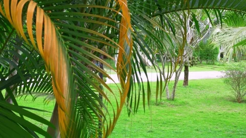 View of foliage of palm tree in tropics on vacation, green vegetation on Video stock 220082378