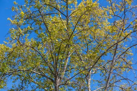View of the foliage from the top of a tree, with sky as background Stock Photos