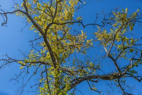 View of the foliage from the top of a tree, with sky as background Stock Photos
