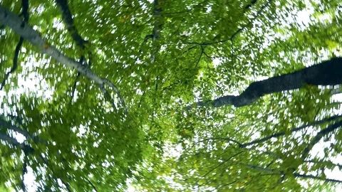 View of the foliage of trees in the forest and the sky from the bottom up Stock Footage 117453489
