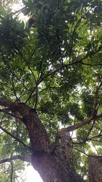 View of the foliage from under the tree Stockfoto's
