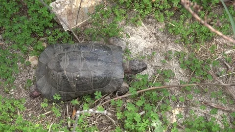 View of follow turtle sea walking wilderness scared wild animal terrapin reptile Stock Footage 81966213