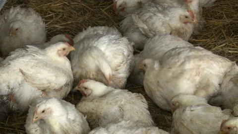 View footage close up many chicken in chicken farm Stock Footage 165628587