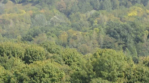View of the forest from above Stock Footage 22750288