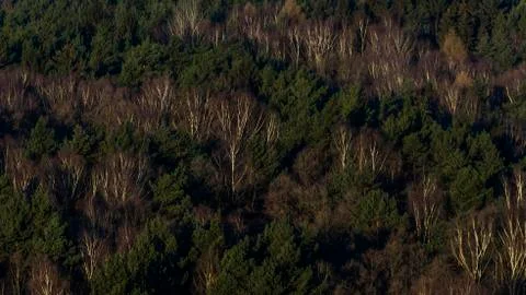 View of the forest from above from a view point Stock Photos