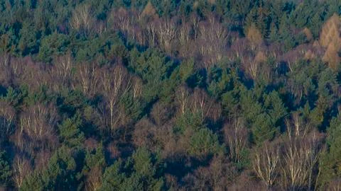 View of the forest from above from a view point Stock Photos