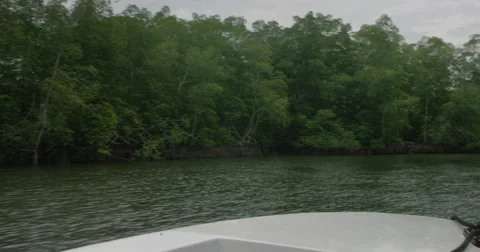 View of forest along the riverside Stock Footage 68703231