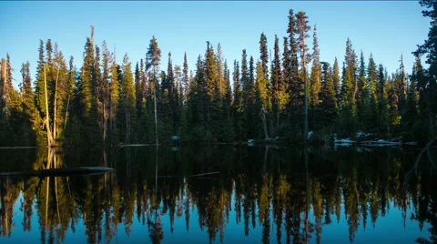 View of forest and lake Stock Footage 49099735