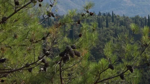 View of a forest and mountains Video stock 206334396