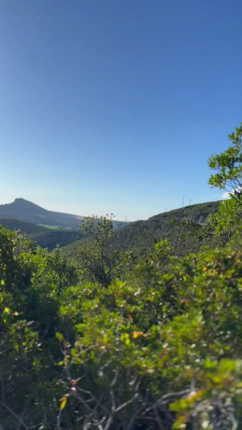View of forest and mountains Stock Footage 304446334