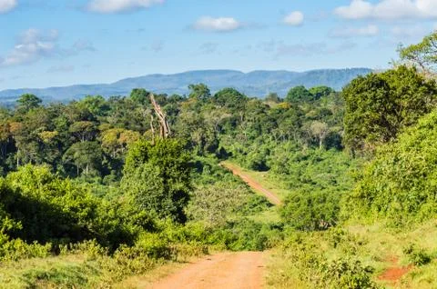 View of the forest and the mountains Stock Photos