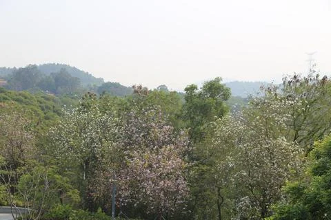 A view of the forest from an apartment window, with trees blooming and gree.. Stock Photos