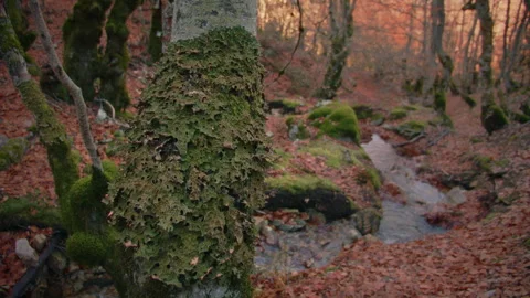 View of forest in autumn landscape. Point of view Stock Footage 253502673